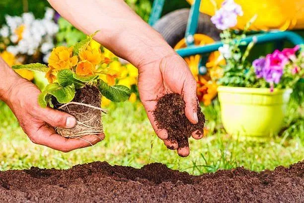 Hands planting a seedling in rich garden soil in spring