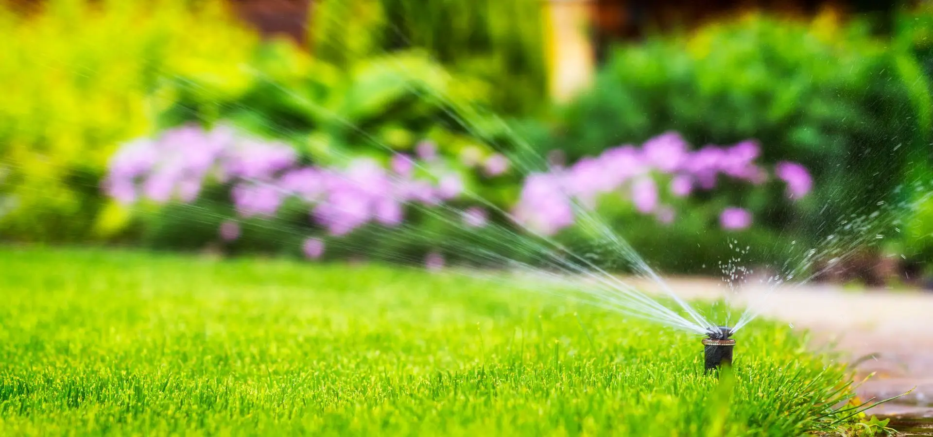Sprinkler head spraying a fine mist over a green lawn and flower border