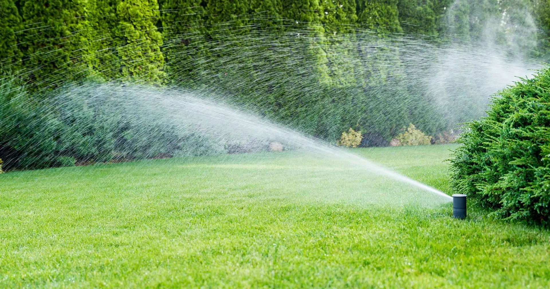 Sprinkler spraying water across a green lawn and hedge in summer