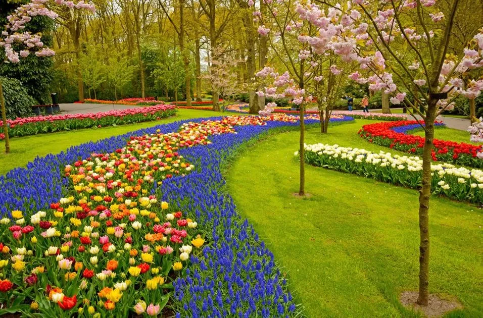 Colorful tulip garden beside a lush green lawn